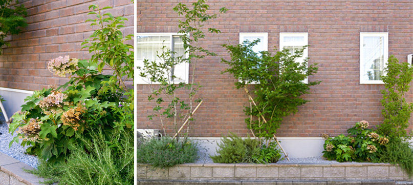 窓の位置に合わせて樹木を植栽